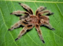 grammostola