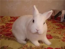 кролики