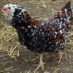 Кури орловської породи зовнішній вигляд і характеристика продуктивності орловських ситцевих курок характеристика