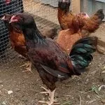 Кури орловської породи зовнішній вигляд і характеристика продуктивності орловських ситцевих курок зовнішній