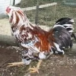 Кури орловської породи зовнішній вигляд і характеристика продуктивності орловських ситцевих курок кури