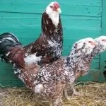 Кури орловської породи зовнішній вигляд і характеристика продуктивності орловських ситцевих курок вигляд