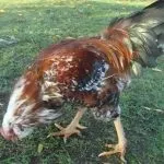 Кури орловської породи зовнішній вигляд і характеристика продуктивності орловських ситцевих курок вигляд
