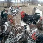 Кури орловської породи зовнішній вигляд і характеристика продуктивності орловських ситцевих курок кури