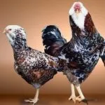 Кури орловської породи зовнішній вигляд і характеристика продуктивності орловських ситцевих курок зовнішній