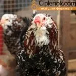 Кури орловської породи зовнішній вигляд і характеристика продуктивності орловських ситцевих курок кури
