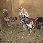 Кури орловської породи зовнішній вигляд і характеристика продуктивності орловських ситцевих курок вигляд
