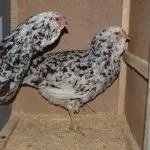 Кури орловської породи зовнішній вигляд і характеристика продуктивності орловських ситцевих курок зовнішній