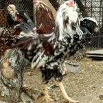Кури орловської породи зовнішній вигляд і характеристика продуктивності орловських ситцевих курок орловської