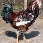 Кури орловської породи зовнішній вигляд і характеристика продуктивності орловських ситцевих курок вигляд