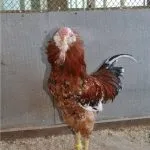 Кури орловської породи зовнішній вигляд і характеристика продуктивності орловських ситцевих курок зовнішній