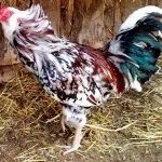 Кури орловської породи зовнішній вигляд і характеристика продуктивності орловських ситцевих курок характеристика
