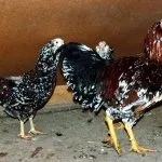Кури орловської породи зовнішній вигляд і характеристика продуктивності орловських ситцевих курок породи