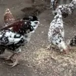 Кури орловської породи зовнішній вигляд і характеристика продуктивності орловських ситцевих курок характеристика