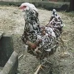 Кури орловської породи зовнішній вигляд і характеристика продуктивності орловських ситцевих курок орловської