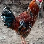 Кури орловської породи зовнішній вигляд і характеристика продуктивності орловських ситцевих курок кури