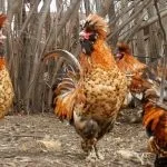 Кури орловської породи зовнішній вигляд і характеристика продуктивності орловських ситцевих курок характеристика