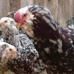 Кури орловської породи зовнішній вигляд і характеристика продуктивності орловських ситцевих курок кури