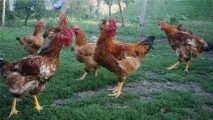 Кури Фоксі Чік опис породи, фото, відгуки фоксі
