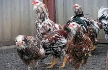 Кури орловської породи зовнішній вигляд і характеристика продуктивності орловських ситцевих курок кури