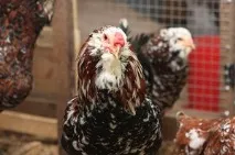 Кури орловської породи зовнішній вигляд і характеристика продуктивності орловських ситцевих курок кури