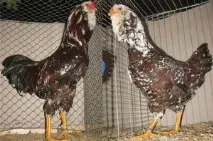 Кури орловської породи зовнішній вигляд і характеристика продуктивності орловських ситцевих курок породи