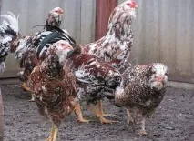 Кури орловської породи зовнішній вигляд і характеристика продуктивності орловських ситцевих курок вигляд