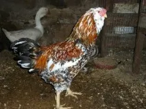 Кури орловської породи зовнішній вигляд і характеристика продуктивності орловських ситцевих курок зовнішній