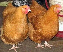 Кури Фоксі Чік опис породи, фото, відгуки опис