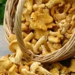 Лисички від паразитів механізм дії та народні рецепти лисички