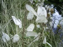 Лунарія (лунник) однорічний
