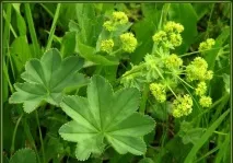Манжетка – користь та шкода слід