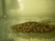 Мішкожаберний сом Heteropneustes