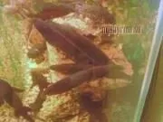 Мішкожаберний сом Heteropneustes fossilis