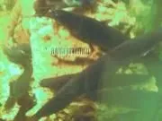 Мішкожаберний сом Heteropneustes