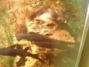 Мішкожаберний сом Heteropneustes fossilis