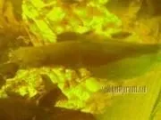 Мішкожаберний сом Heteropneustes fossilis