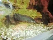 Мішкожаберний сом Heteropneustes fossilis