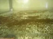 Мішкожаберний сом fossilis
