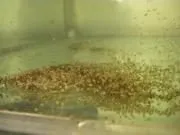 Мішкожаберний сом Heteropneustes fossilis