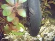 Мішкожаберний сом fossilis