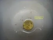 Мішкожаберний сом Heteropneustes