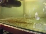 Мішкожаберний сом fossilis