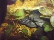 Мішкожаберний сом мішкожаберний