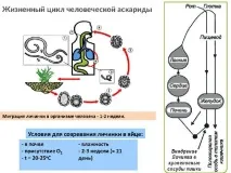 инфекция