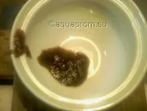Мішкожаберний сом fossilis