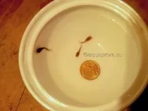 Мішкожаберний сом fossilis