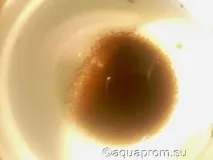 Мішкожаберний сом Heteropneustes fossilis
