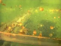 Мішкожаберний сом Heteropneustes fossilis