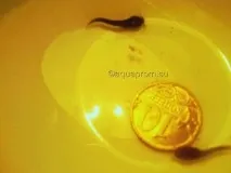 Мішкожаберний сом мішкожаберний